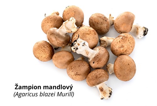 Žampion mandlový